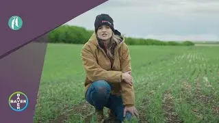 Knowledge Centre: Scouting for Pea Leaf Weevil in Pulse Crops