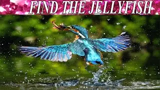 Finding Game | Find The Hidden Object | AR Entertainment | Master Mind Game | Brain Booster