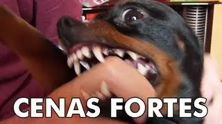 Pinscher miniatura - uma ra&ccedil;a super d&oacute;cil