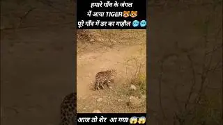 TIGER🐯🐯 RESQUE 😱😱//पूरे गाँव में डर का माहौल🥶🥶//#shortvideo #tiger #horar #impossible #shortsviral