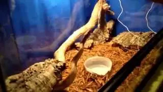 Hog island boa feeding