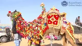 आप ने राजस्थानी ऊंट की ऐसी सजावट कभी नहीं देखी होगी | New Rajasthani Camel Dance Video