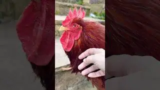 Cheep cheep escaped!