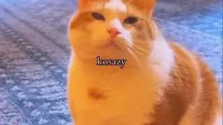 Ketika kamu punya 2 kucing gila,di rumah mereka 🤣😄😁 #Part 7