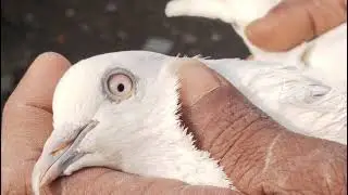 Pigeon sell vidios