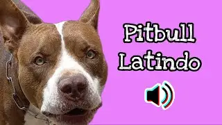 PITBULL/  Efeito sonoro de PITBULL LATINDO #pitbull