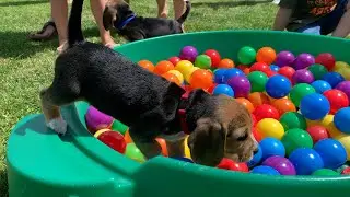 Playful Beagles and Puppies in Ball Pit and Pool Fun Compilation!