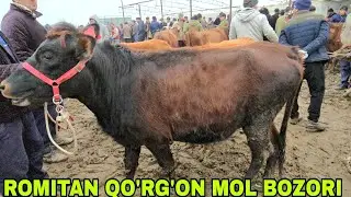 Romitan qo'rg'on mol bozori ona bola va bo'g'oz g'unojinlar narxlari 5 февраля 2026 г.