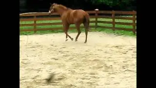 Ginger Groundwork