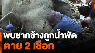 พบซากช้างถูกน้ำพัดตาย 2 เชือก | ข่าวค่ำ | 5 ต.ค. 67