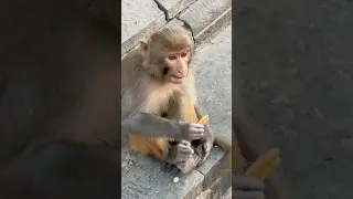 🐒 Funny Monkey Video: Hilarious Monkey Antics That Will Make You Laugh! 😂
