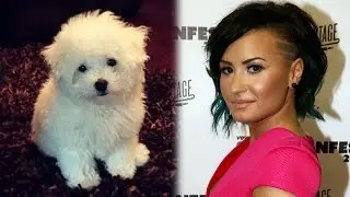 Demi Lovato Becomes a New Mom!