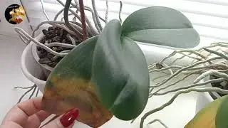 Жёлтые листья портят картинку🌿вариация цветения🏵️длинные корни🌿 ёлка🎄
