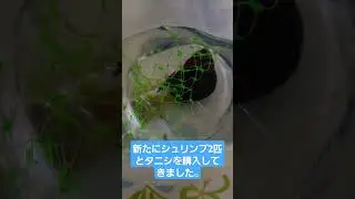 新しい家族達 #タニシデカすぎワロタ #シュリンプ #タニシ #アクアリウム