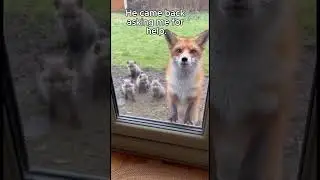 🦊❤️ Helping a Fox Family Escape a Life-Threatening Crisis #foxrescue #wildlife #help #SHORTS