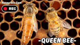 HONEY BEE CAM 🐝 Close-up Footage of a QUEEN HONEY BEE Inside The Hive
