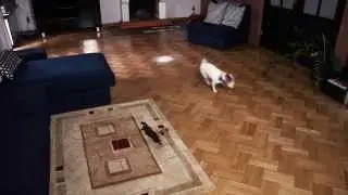 iRobot Roomba 880 - test - Odkurzanie w salonie | Roomba | iRobot