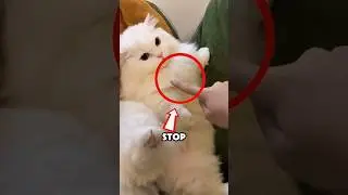 STOP! You&rsquo;re Ruining Your Cat&rsquo;s Trust 😿