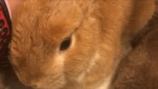 1/3【夜ちょいcoco】うさぎのcocoちゃん　Coco the Rabbit, from Japan がライブ配信中！
