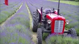 Lavender Fields. Tractor Ride at Lavender Farm.