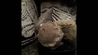 Cyrthoceras depressum - ein vollst&auml;ndiges Exemplar mit Wohn- und Embryonalkammer