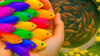 Длинная горка с гуппи, карпом, улиткой, лягушкой, забавным животным 3D. Поймай рыбу.