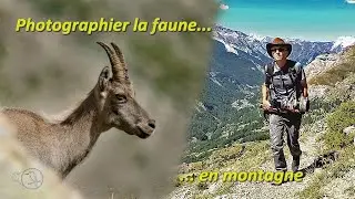 Photographier la faune de montagne  #photoanimalière #tuto #technique