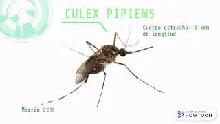 Culex Pipiens