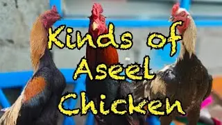 KINDS OF ASEEL CHICKEN | DADDY MIKE VLOGS