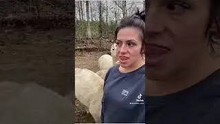 Слюна альпаки &mdash; это кошмар для носа.