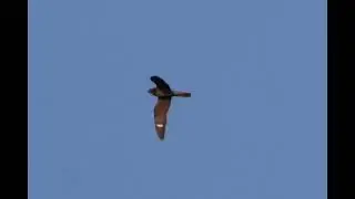 COMMON NIGHTHAWKS