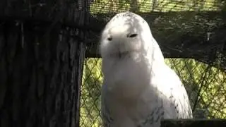 Snowy Owl Hooting