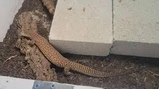 Comparing male and female Ackie monitors
