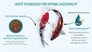 Microbe Lift Legacy Koi & Goldfish Food