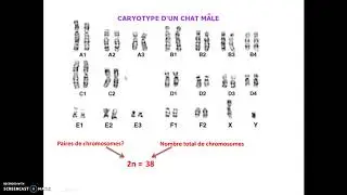 video3 formule chromosomique
