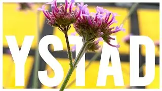 Ystad Sweden / Ales Stenar / Visit Sk&aring;ne (Best places to visit in South Sweden in summer)