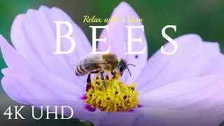 Bees 4K - Calm ambient music and close up views