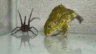 African bullfrog losing to a big spider【WARNING LIVE FEEDING!!】