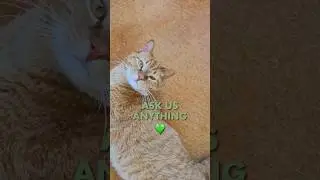 Is FIV a Death Sentence for Cats? #cat #fivcats #catrescue