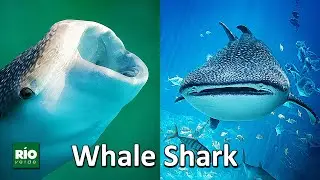 The whale shark (Rhincodon typus)