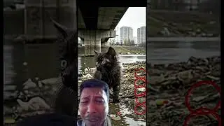 Lonely Cat Crying for Owner 🤕 #cat #catvideos #catshorts #catlovers #animals #kitten #shorts #hbd #o