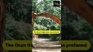 Sacred grove in Nigeria