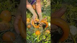 Hidden Eel Fish Finding and it's bubbling #fishing #shorts #eelfishing