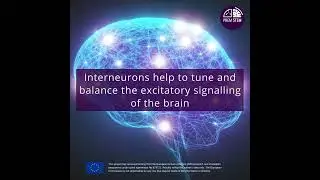 Why is the brain vulnerable? Interneurons