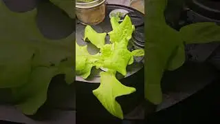 hydro grow lettuce