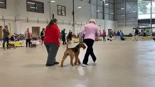Ассоциация собаководства Южного Уэльса 2025 – Terrier Group