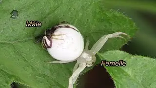 THOMISE Variable/Misumena vatia/Femelle et M&acirc;le ! BRUITX