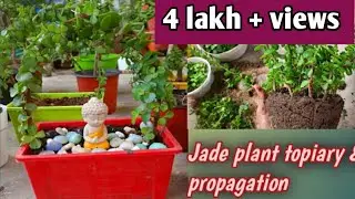 Jade plant topiary & propagation