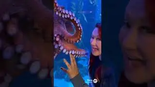 Octopus with huge suction cups. Yikes lol
