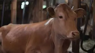 Short Video for Sheldon Gallery about my Why buy the cow series